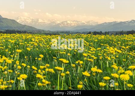 Beautiful flower field pasture and amazing panoramic view to snow covered alpine mountains. Evening sunset light and alpenglow. Kempten, Bavaria, Alps Stock Photo