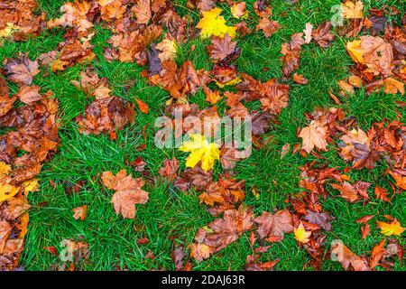 ovember im Park, Clara-Zetkin-Park in Leipzig im Herbst bei Nebel Stock Photo