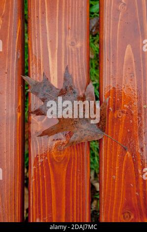 brown oak leaf fallen on a wooden bench Stock Photo
