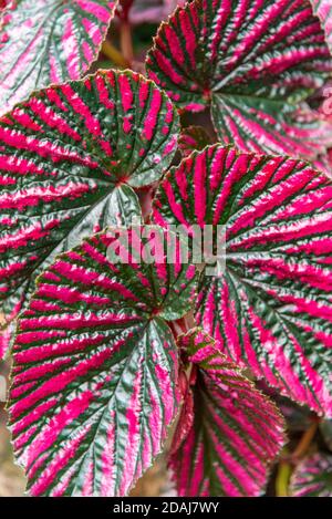 Red and green leaves of Begonia Brevirimosa, Begoniaceae Stock Photo