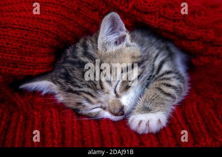 Small smiling striped kitten lying on back sleeping on white blanket. Concept of cute adorable pets cats Stock Photo