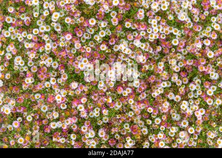 Erigeron karvinskianus 'Profusion', pink and white daisy flowers - multiple exposure Stock Photo
