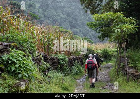 Tourists with backpacks walk through the jungle past corn fields in the vicinity of Jomsom in Nepal. Stock Photo