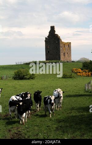 Baltersan Castle, Maybole, Ayrshire, Scotland, UK. Baltersan Castle is a ruined L-plan tower house lIt was originally graded as a Category B listed building in 1971, but this was upgraded to Category A in 1995. Stock Photo