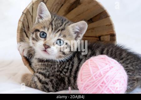 Striped kitten lying near basket with pink ball skeins of thread on white bed. Cute little cat Stock Photo