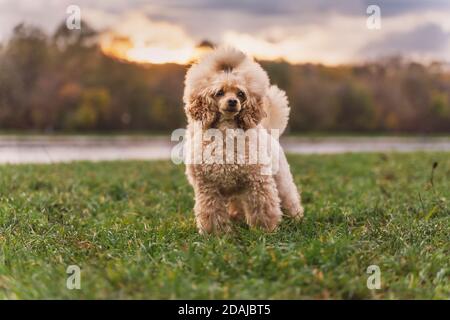 Cute small golden poodle standing on green lawn in the park. Happy dog. Stock Photo