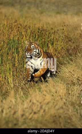 BENGAL TIGER panthera tigris tigris, ADULT RUNNING THROUGH LONG GRASS Stock Photo