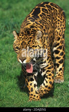 JAGUAR panthera onca, ADULT YAWNING Stock Photo