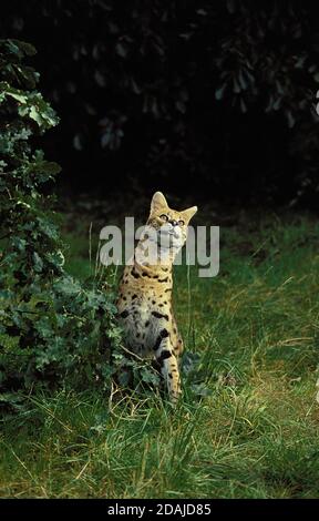SERVAL leptailurus serval, ADULT STANDING ON GRASS Stock Photo