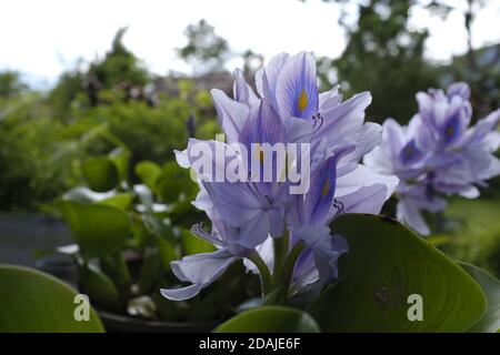Eichhornia Crassipes - Common Water Hyacinth Flowers Blooming in Nepal where it's known as 'jalkumbi' Stock Photo
