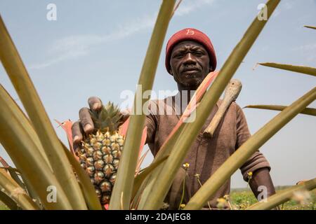 Selingue, Mali, 26th April 2015; Kenekoubo Dolo, 50, has been growing pineapple for the last 5 years.  It is a good business – he currently grows 50 fruit per seasons, with two seasons per year. He then sells each fruit for 750 to 1,000 CFA. There are some constraints – to plant more plants you sacrifice the fruit. There are also two varieties of fruit, one poorer quality than the other.  He also grows papaya which is a good crop too though he needs insecticide which is expensive. He would welcome advice from extension workers but has never received any or seen them in the area. Stock Photo