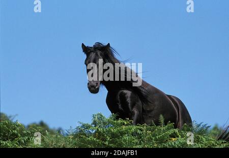 POTTOK HORSE, A FRENCH BREED FROM PYRENEES MOUNTAINS Stock Photo