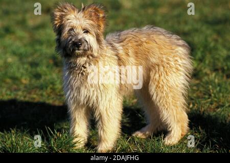 PYRENEAN SHEPHERD OR PYRENEAN SHEEPDOG, ADULT STANDING ON GRASS Stock Photo