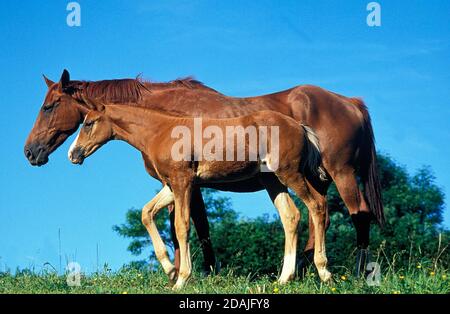 SELLE FRANCAIS HORSE, MARE WITH FOAL Stock Photo