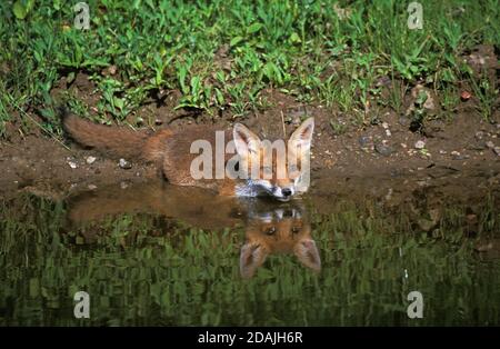 RED FOX vulpes vulpes, PUP ENTERING WATER, NORMANDIE IN FRANCE Stock Photo