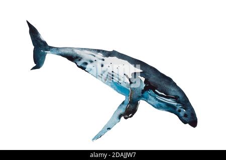 Watercolor blue humpback whale dive. Original hand painted illustration isolated on white background Stock Photo