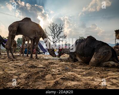 the herd of dromedary camels being led throw the thar desert landscape and dramatic sky in the background at pushkar. Stock Photo