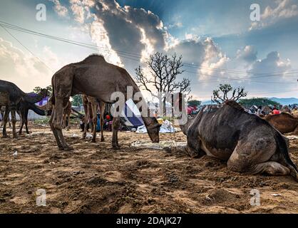 the herd of dromedary camels being led throw the desert landscape and dramatic sky in the background at pushkar. Stock Photo