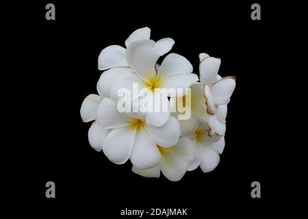 inflorescence of white flowers, white petals with a yellow center, isolated, black background Stock Photo