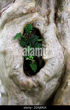 New life is growing within the hollow of a burl on the trunk of this old crape myrtle tree. Stock Photo