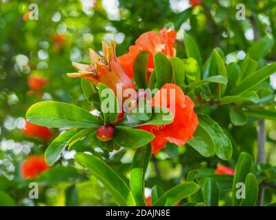 Punica granatum or red pomegranate branch, fresh flowers. Pomegranate is a fruit-bearing deciduous shrub in the family Lythraceae, subfam. Punicoideae Stock Photo