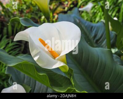 White Arum Lily flower, close up. Calla Lilies pure white spathe and a yellow long central spadix. Zantedeschia aethiopica plant in the family Araceae Stock Photo