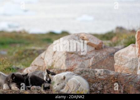 Sledge dog puppies Stock Photo