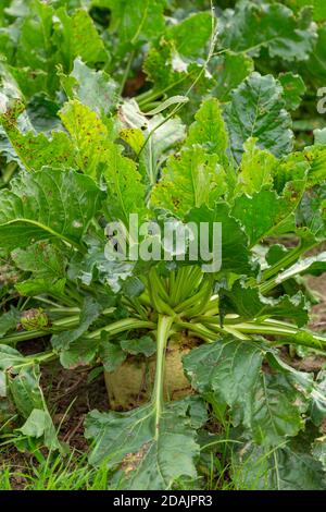 Agricultural field with sugar beets ready for harvest in the Netherlands Stock Photo
