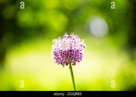 Ornamental onion with bee Stock Photo