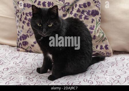 Black beautiful Kurilian Bobtail cat sitting on the sofa Stock Photo