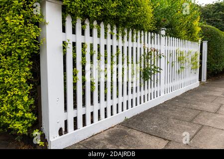 A freshly painted white wooden picket fence in a suburb. Stock Photo