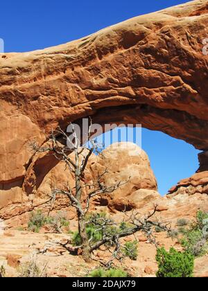 A dead tree, being framed by the South Window Arch in the background, in the windows area of Arches National Park, Utah, USA Stock Photo