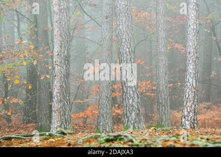 Tree trunks of beech trees and pines in mixed forest covered in mist in autumn / fall