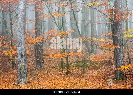 Tree trunks of beech trees and pines in mixed forest covered in mist in autumn / fall Stock Photo