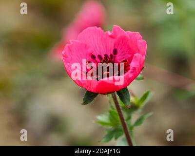 Closeup of a newly opening cinquefoil flower, Potentilla nepalensis Miss Willmott Stock Photo