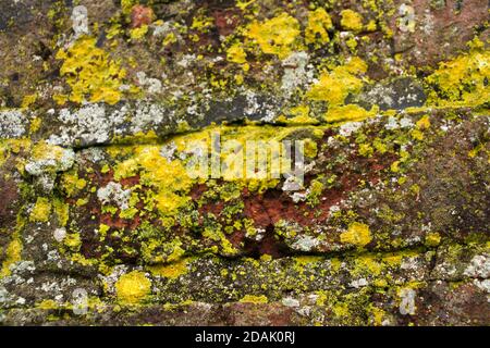 The common yellow lichen, Candelariella vitelline, grows on many surface types ranging from wood to rock and masonry. Stock Photo