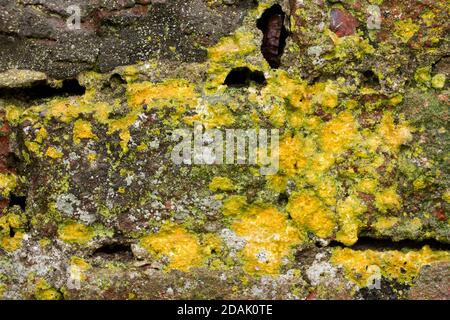 The common yellow lichen, Candelariella vitelline, grows on many surface types ranging from wood to rock and masonry. Stock Photo