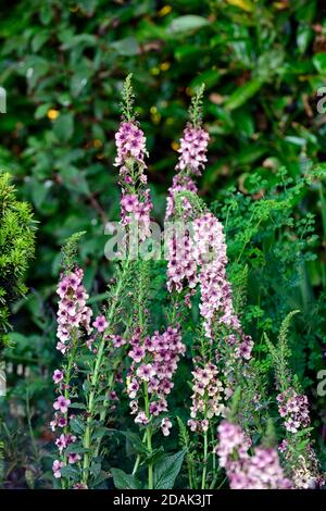 Verbascum hybridum Southern Charm,mullein,mulleins,shades of peach, pink, lilac and apricot,flowers,flower,flowering,spikes,spires,garden,gardens,RM F Stock Photo