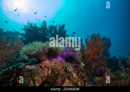 Colorful Coral in the sea against the bright sunlight Stock Photo