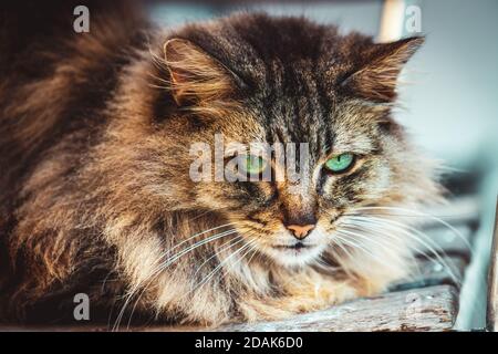 Green eyed tiger pussycat resting in cat style, fluffy orange brown fur, animal portrait contemplating domestic pet. Stock Photo