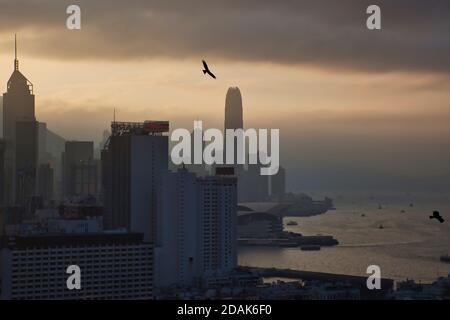 An eagle soars over the high rise buildings of Central District, Hong Kong  in late afternoon cloudy light, Hong Long Island, China Stock Photo