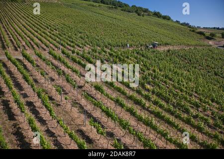 Rows of newly planted grape vines in a vineyard above the town of Rudesheim, on the River Rhine, Darmstadt, Heese, Germany Stock Photo