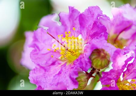 Lagerstroemia speciosa,Is a common plant that is found along the plains and along the banks of the creek in moist deciduous forests and rainforests al Stock Photo