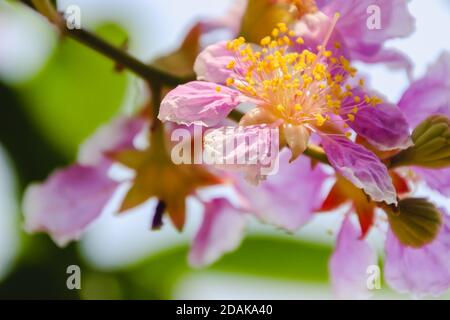 Lagerstroemia speciosa,Is a common plant that is found along the plains and along the banks of the creek in moist deciduous forests and rainforests al Stock Photo