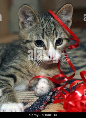 nice tabby kitten playing red clew Stock Photo