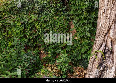 Parthenocissus quinquefolia covers a wall. Ideal for backgrounds and graphic assets Stock Photo