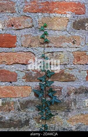 a single ivy shoot climbs up a brick wall Stock Photo