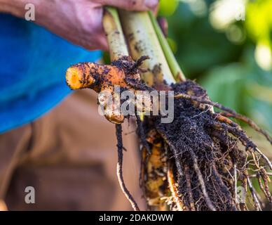 The Market Gardeners’ District of Bamberg is on the UNESCO World Heritage List since 1993 Stock Photo