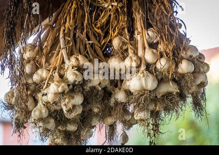 Bamberg garlic on Sebastian Niedermaier's farm. As in the past, the garlic is sold in bunches. The Market Gardeners’ District of Bamberg is on the UNESCO World Heritage List since 1993 Stock Photo