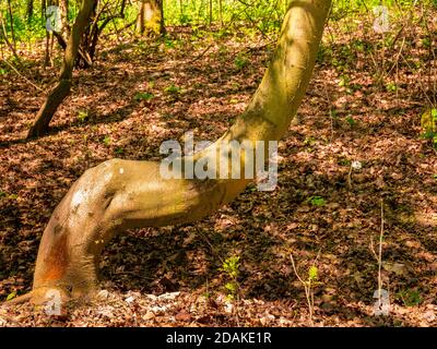 Strangely crooked tree trunk in the forest Stock Photo